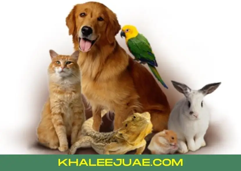 Overview of Dubai Birds and Pets Market