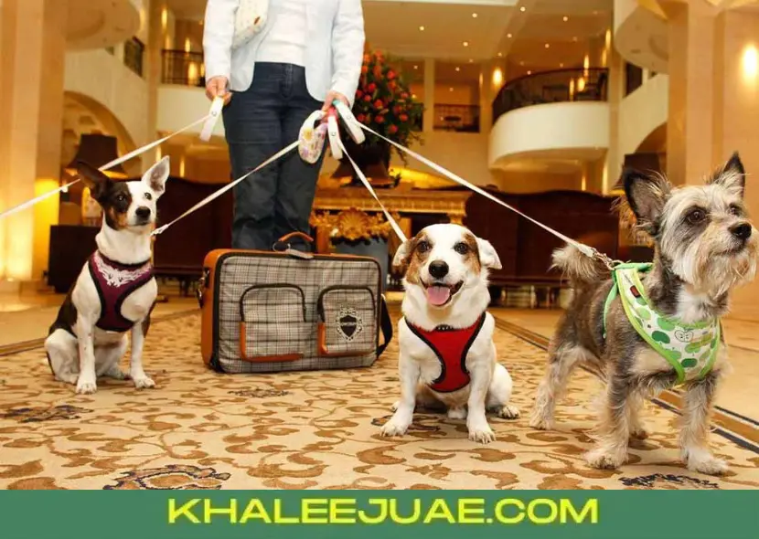 Pet Friendly Hotels in Dubai: A Comprehensive List